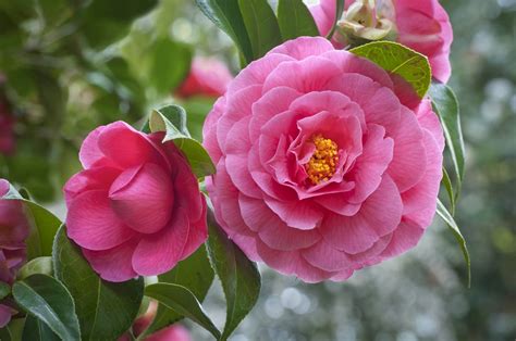 October's Floral Delight: Celebrating the Beauty of Camellias